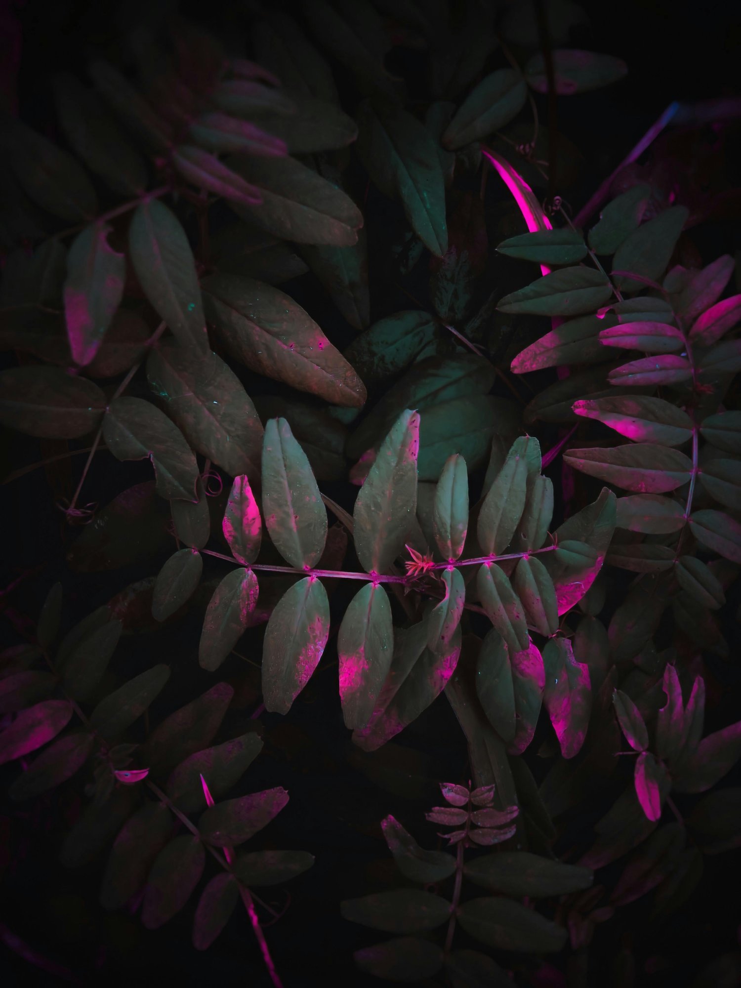 pexels-eugene-golovesov-1810803-5659772 pexels-eugene-golovesov-1810803-5659772