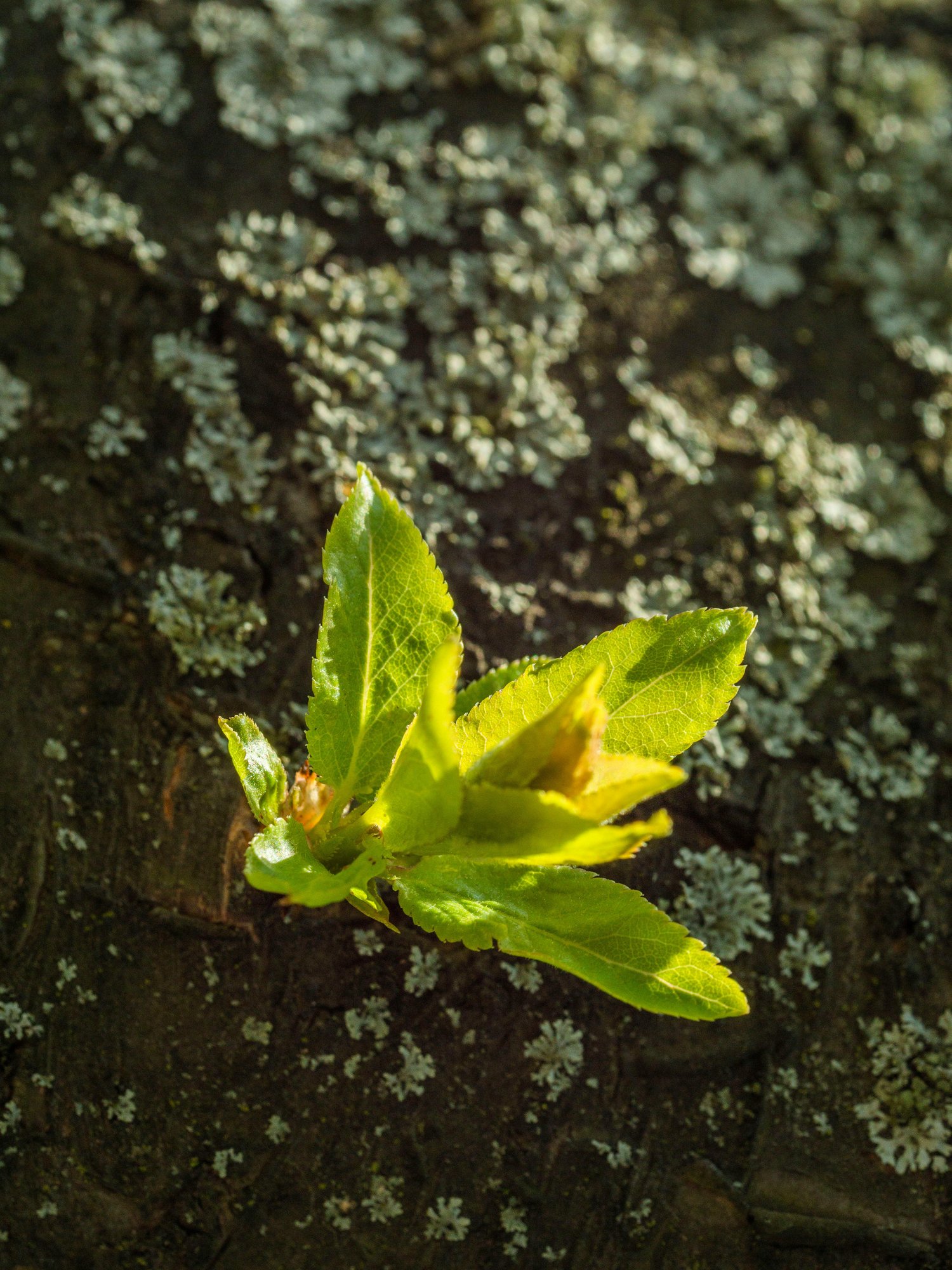 pexels-shox-31665688